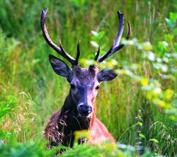 Red deer hunt in Transylvania